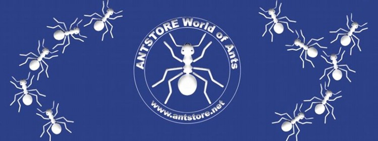 ANTSTORE Logo